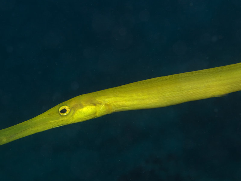 Flute fish, Seaventures House Reef